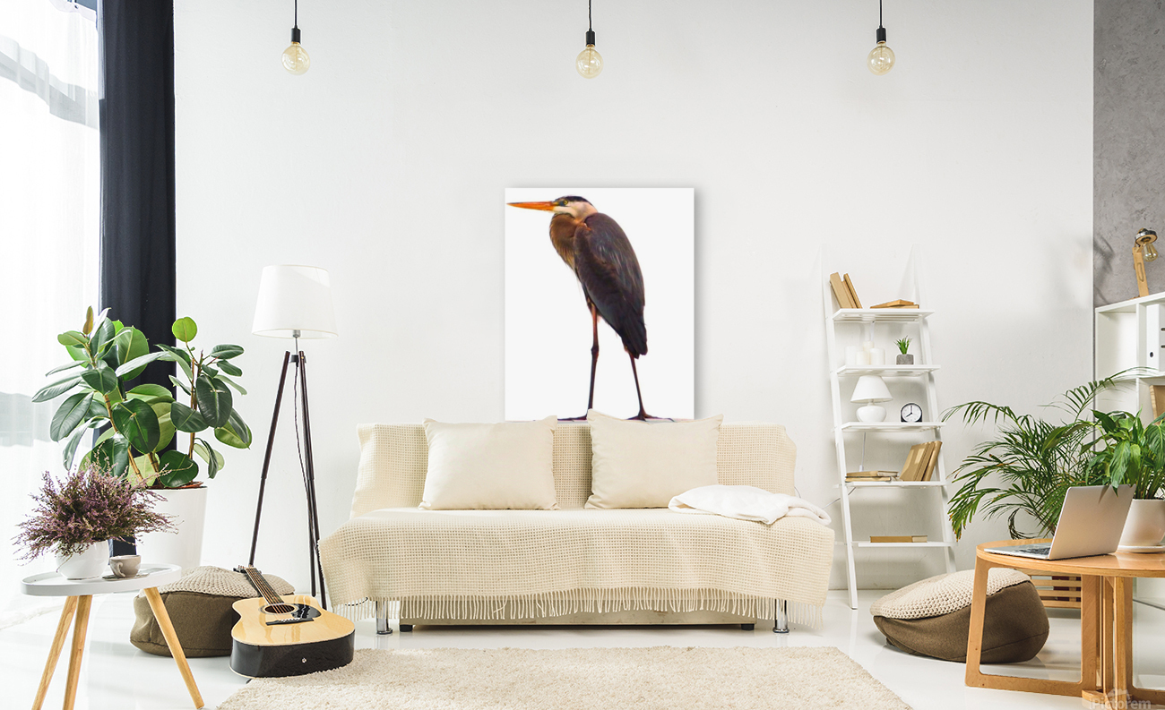 Blue Heron Florida Reproduction