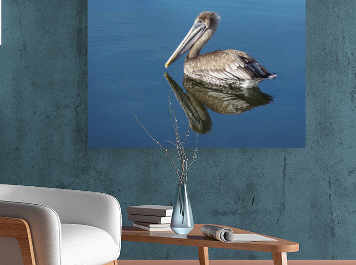 Pelican  by Edward Levenson