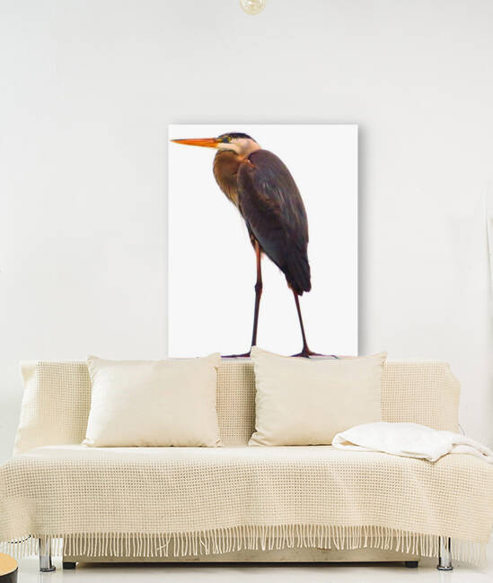 Blue Heron Florida by Edward Levenson