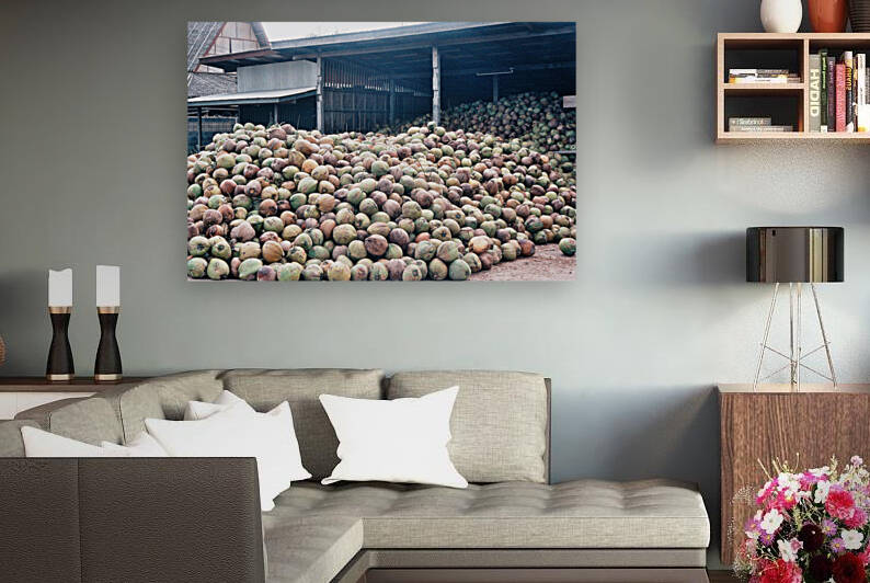 Coconuts Pattaya Thailand by Edward Levenson