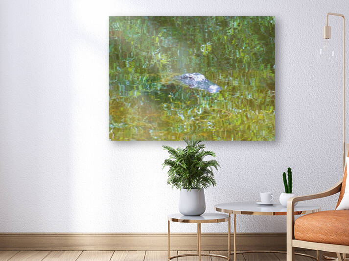 Gator Florida Everglades  by Edward Levenson