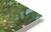 Gator Florida Everglades  HD Metal print