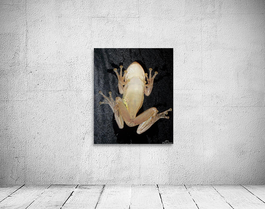 Cuban Tree Frog Wall Preview
