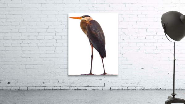Blue Heron Florida Wall Preview
