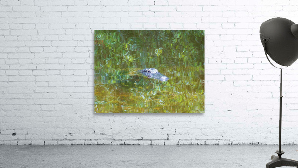 Gator Florida Everglades  Wall Preview