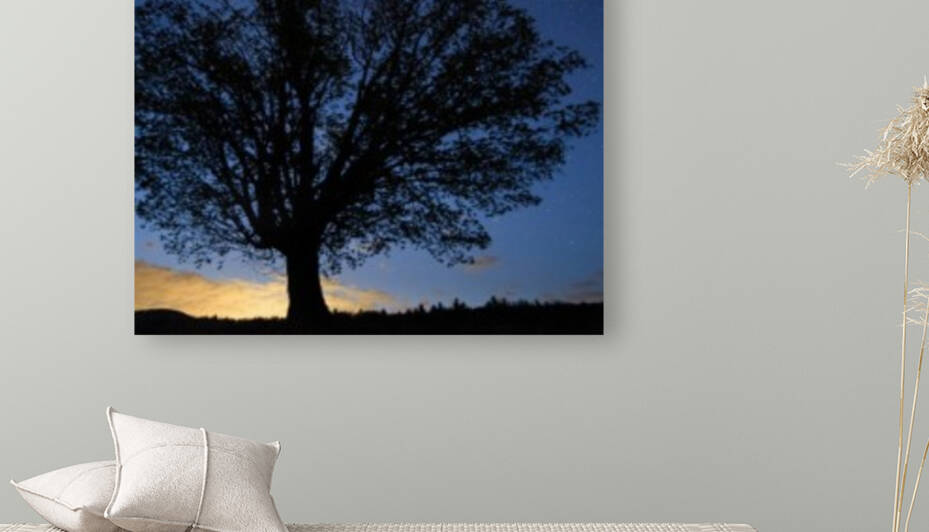 Larbre du leve du soleil 3 by Jeff Photo