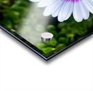 Perfect Acrylic print