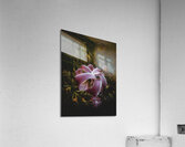 Expansion Acrylic Print