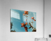 Country Road Acrylic Print