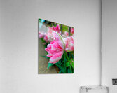 Freedom Acrylic Print
