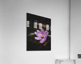 Captivate Acrylic Print