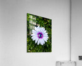 Perfect Acrylic Print