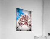 Downfall Acrylic Print