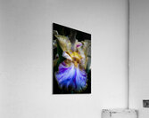 Indigo Heir Acrylic Print