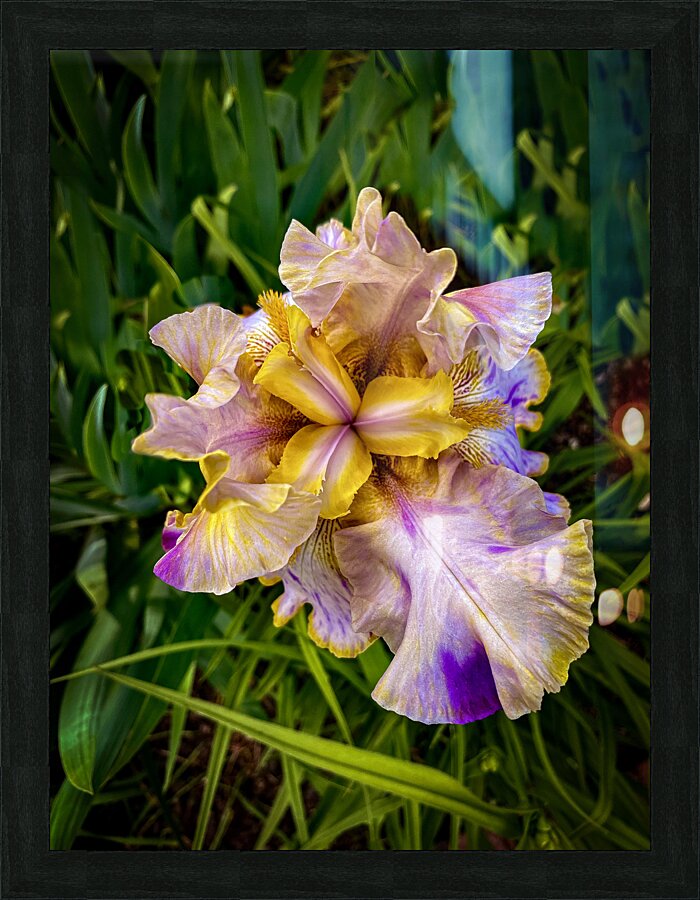 Queen Picture Frame print