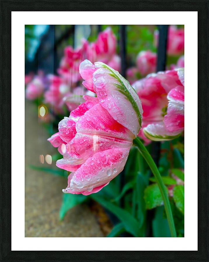 Freedom Picture Frame print