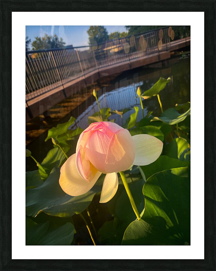 Hellotus Picture Frame print