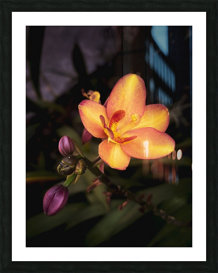 Adorn Picture Frame print
