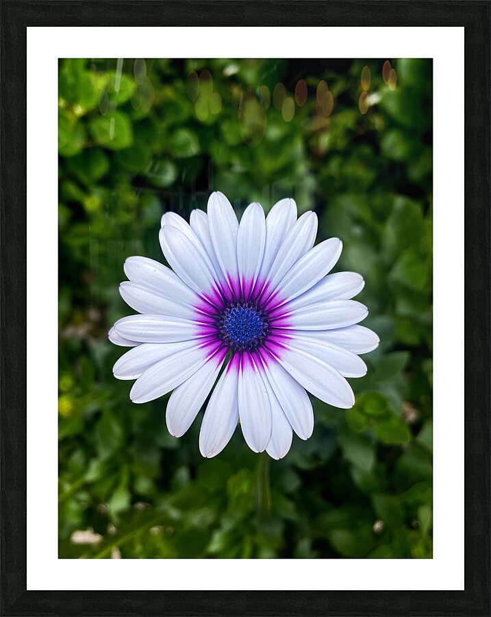 Perfect Picture Frame print