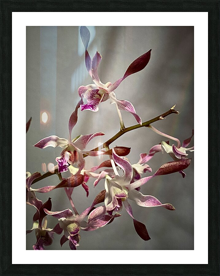 Antelope Storm Picture Frame print