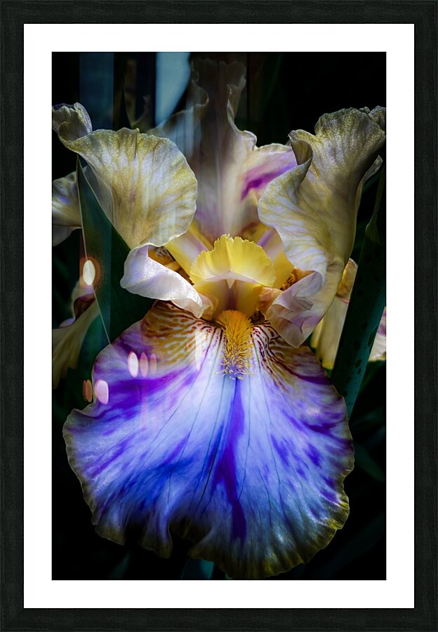 Indigo Heir Picture Frame print