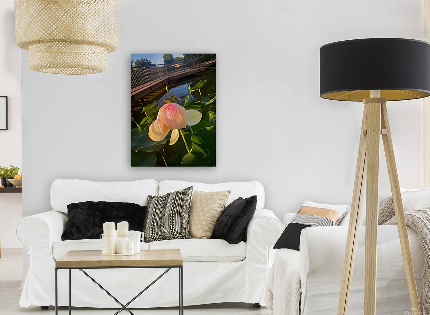 Hellotus Reproduction