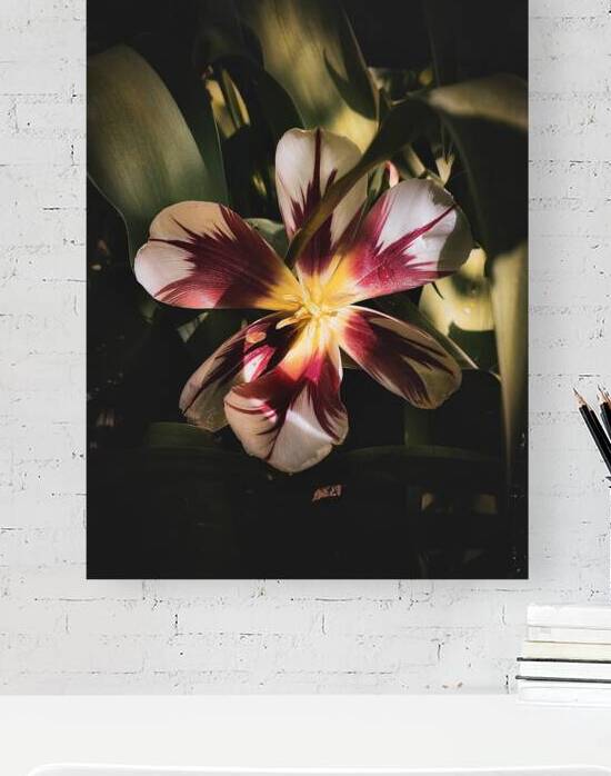 Dark Secret Tulip by Courageous Design by MaRiA