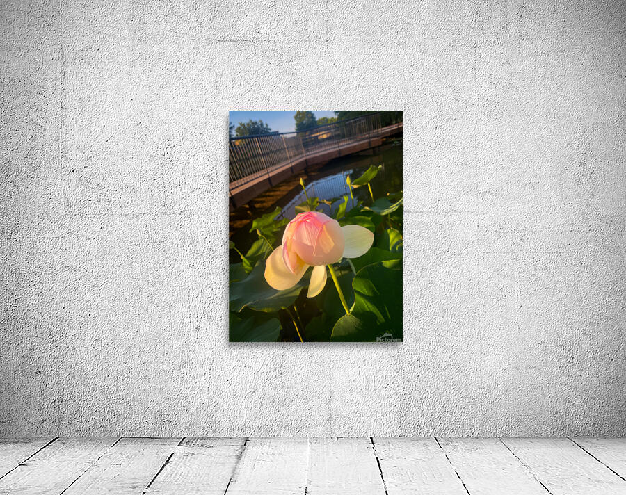 Hellotus Wall Preview