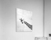 Peekaboo giraffe Acrylic Print