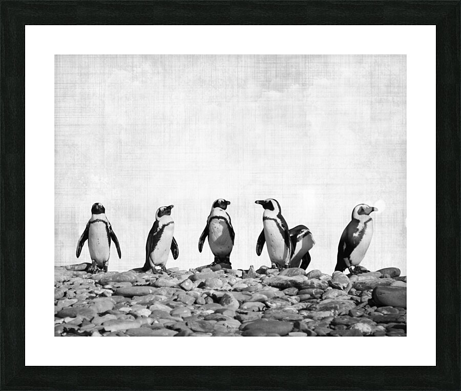 Penguins Picture Frame print