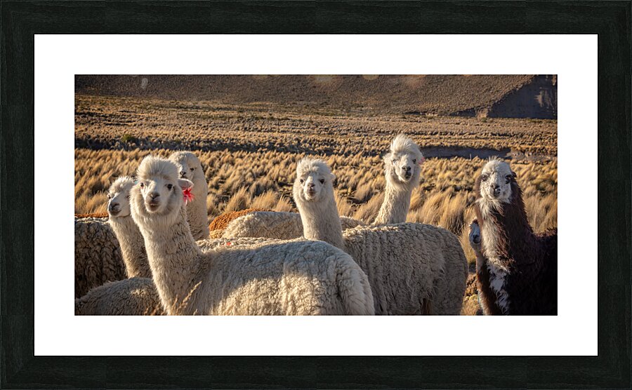 Cute and curious alpacas Picture Frame print