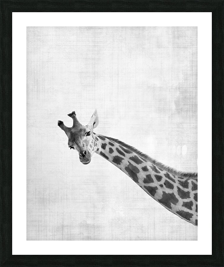 Peekaboo giraffe Picture Frame print