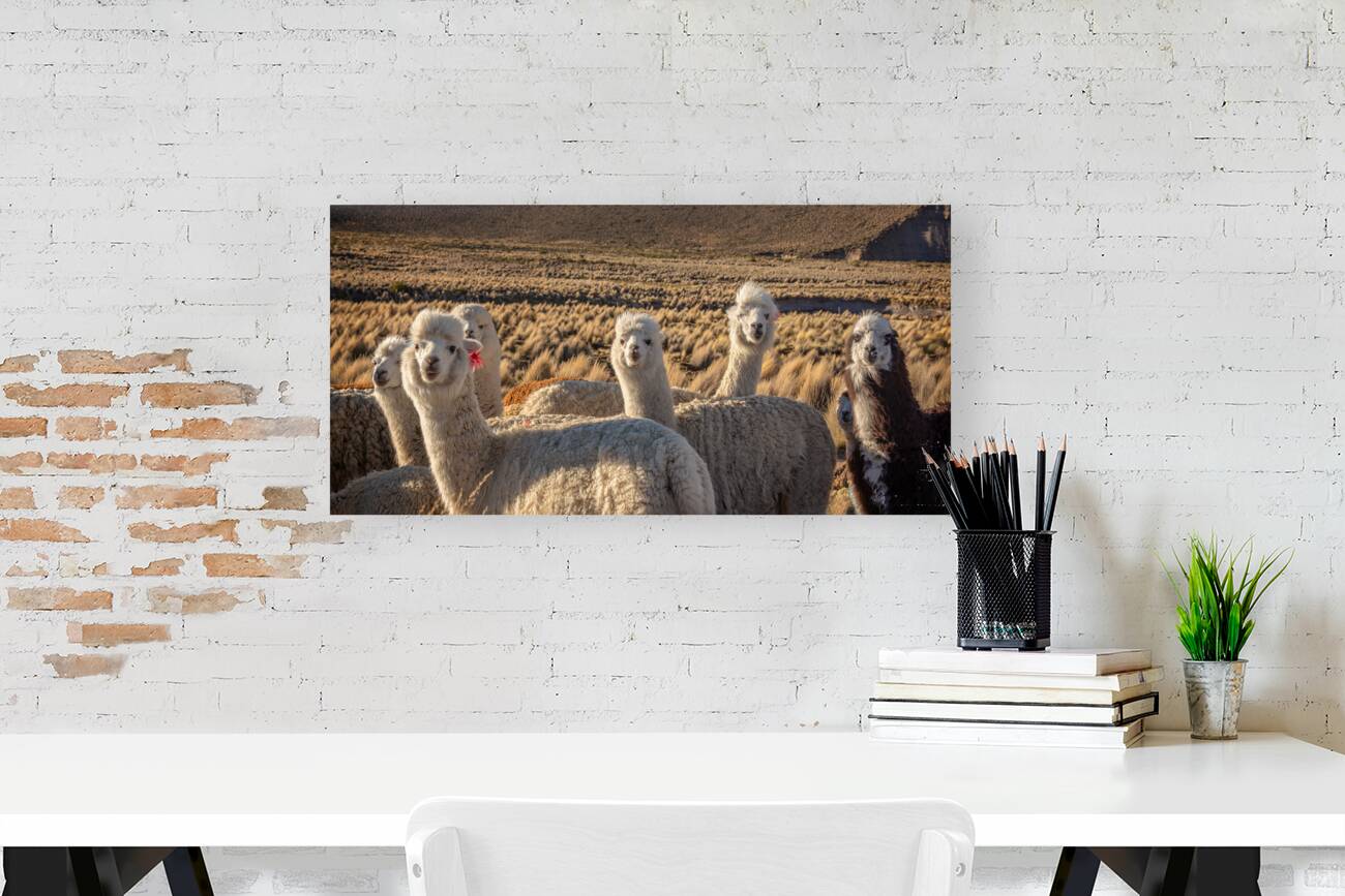 Cute and curious alpacas Reproduction