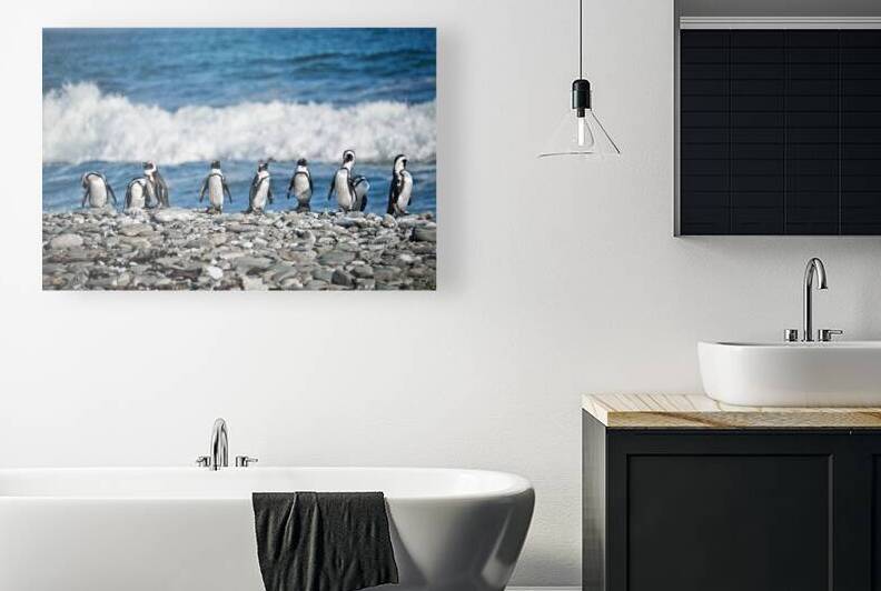 Penguins in a row Robben island South Africa by DELPHIMAGES