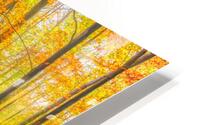 Magical forest path in fall HD Metal print