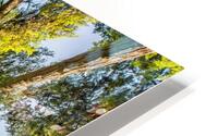 Douglas fir trees from below HD Metal print