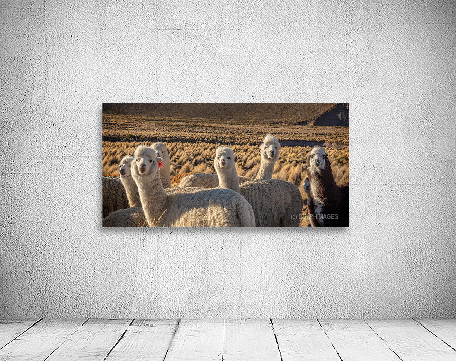 Cute and curious alpacas Wall Preview