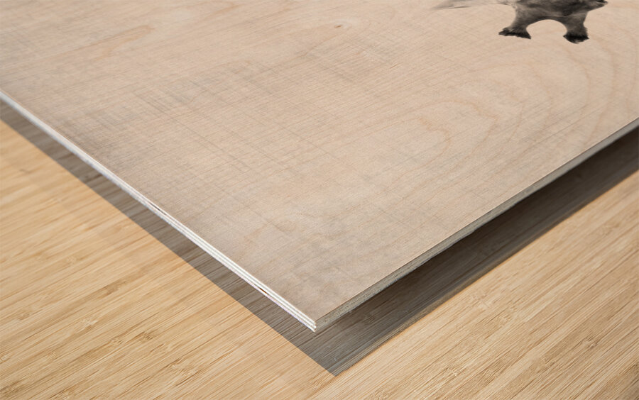 Peekaboo giraffe Wood print