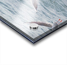 Seagulls taking off Acrylic print
