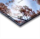 Cherry Skytree Acrylic print