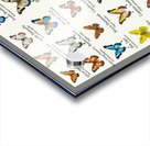 40 Beautiful Butterflies Acrylic print