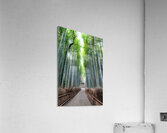 Bamboo Forest Acrylic Print