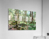 Mysterious Forest Acrylic Print