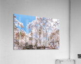 Cherry Flowers Acrylic Print