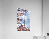 Cherry Skytree Acrylic Print