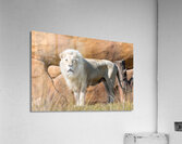 White Lion Acrylic Print