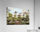 Tea Fields Acrylic Print
