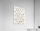 50 Dog Breeds Acrylic Print