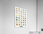 40 Beautiful Butterflies Acrylic Print