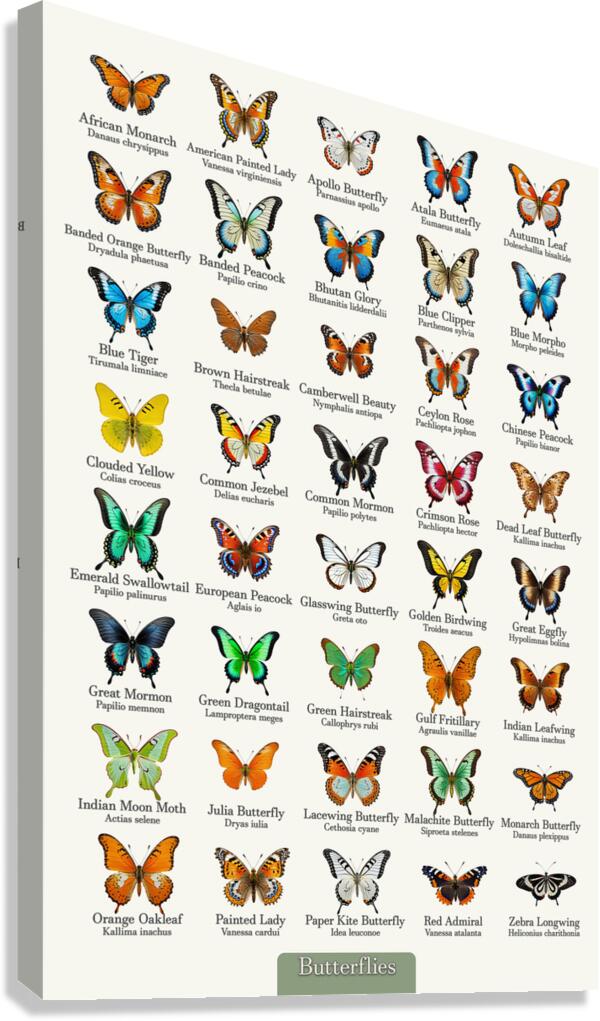 40 Beautiful Butterflies Canvas Print